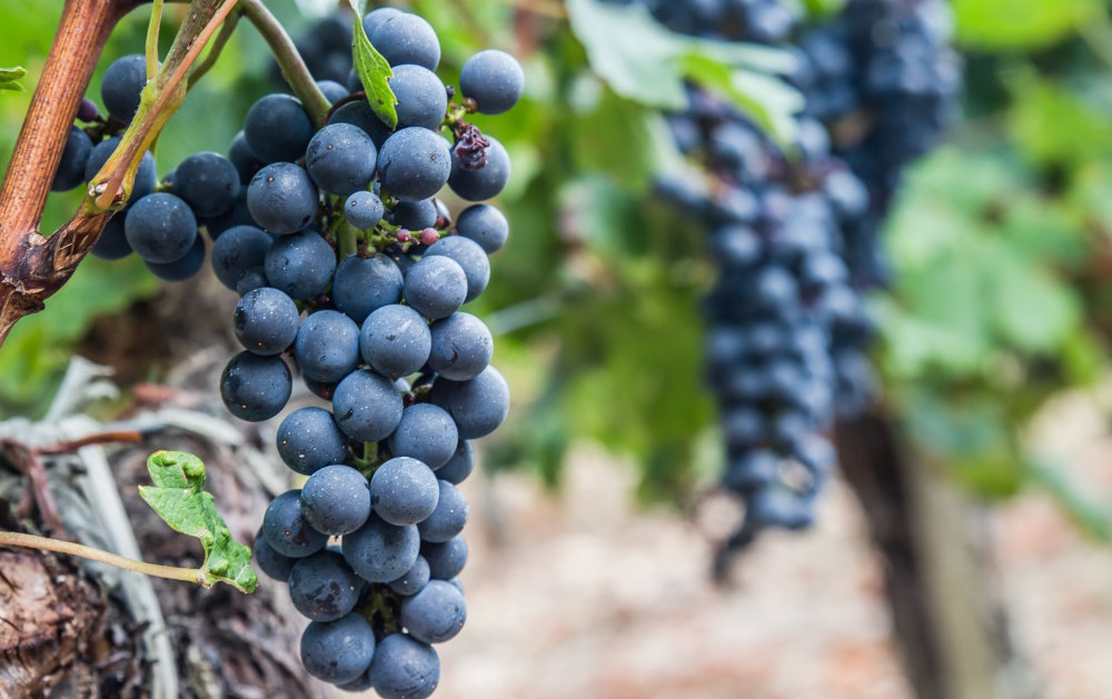 À quoi sert le resvératrol ? Bienfaits et son association avec les OPC de raisin
