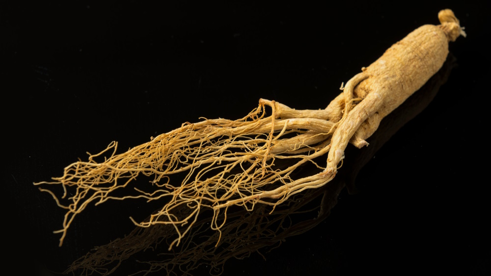Ginseng blanc en poudre : comment le prendre et avec quels aliments