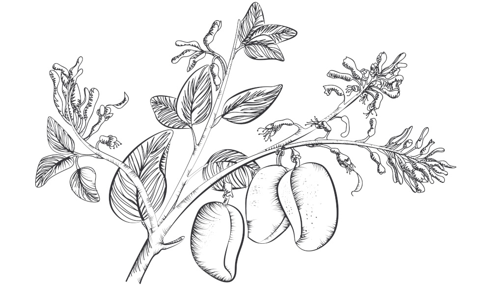 Différence entre tryptophane et 5-HTP