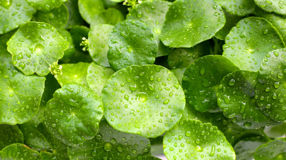 Centella asiatica : propriétés pour la circulation et le collagène