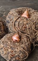 Glucomannane : La plante pour réguler le transit intestinal