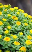 Comment prendre Rhodiola Rosea pour maximiser ses bienfaits