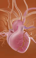 Santé cardiovasculaire : métabolisme et énergie cellulaire