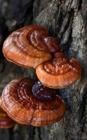 Bienfaits du champignon Reishi