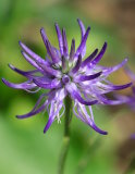 Harpagophytum et articulations