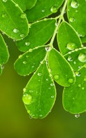 Le moringa contre la fatigue