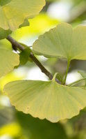 Ginkgo biloba pour la mémoire à l'âge mûr