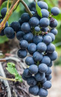 À quoi sert le resvératrol ? Bienfaits et son association avec les OPC de raisin