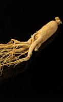 Ginseng blanc en poudre : comment le prendre et avec quels aliments
