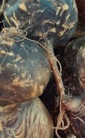 Maca noire, propriétés et différences avec les autres types de maca