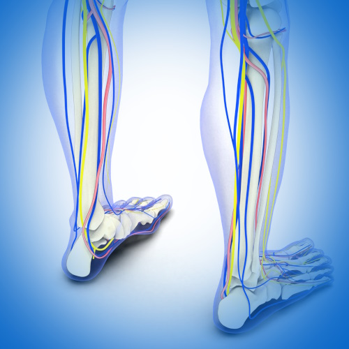 Blood circuit in the legs
