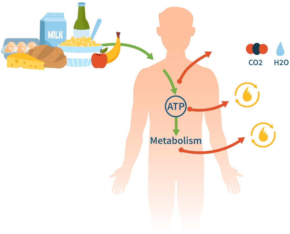 Proceso metabólico para obtener energía. ATP