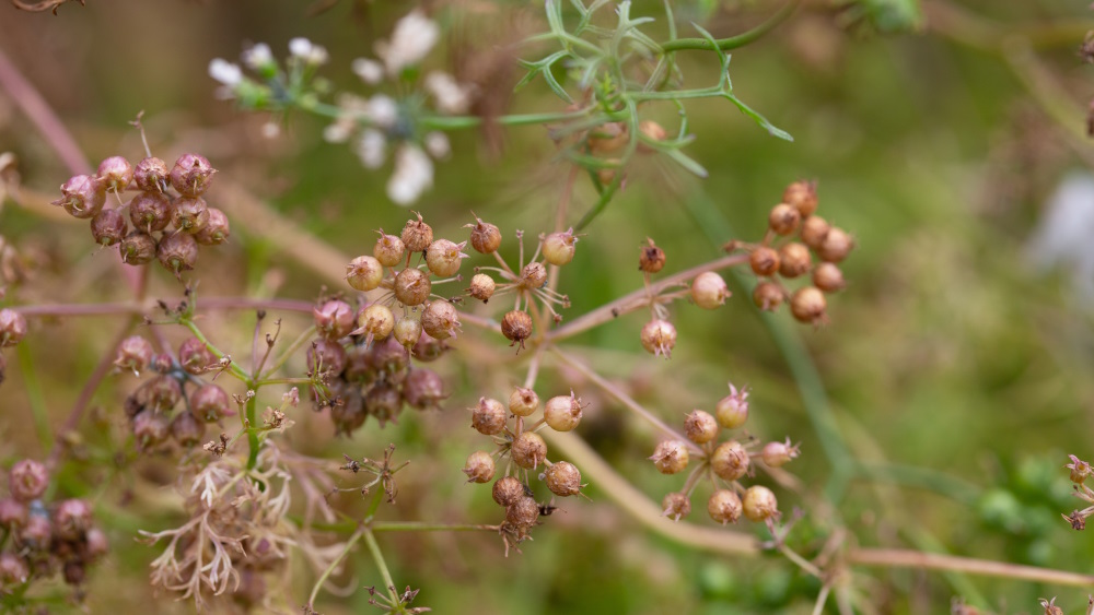 Green anise (Pimpinella anisum)