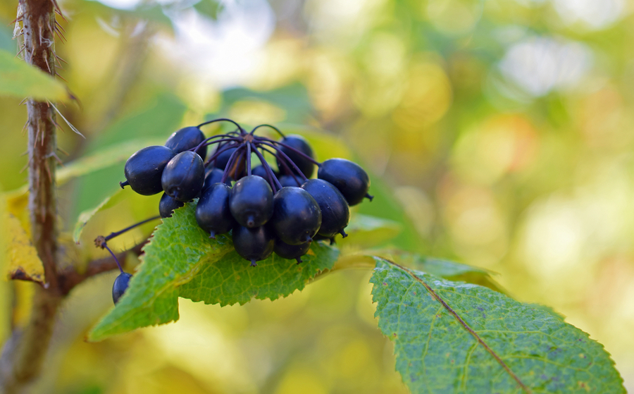 Eleuterococo ginseng siberiano