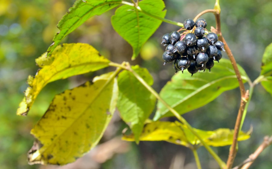 plante eleutherocoque