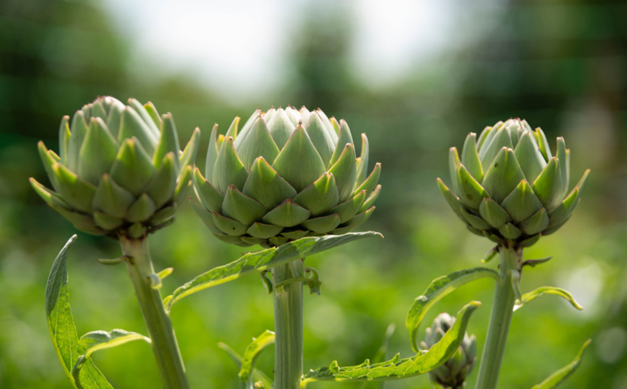 Artichaut