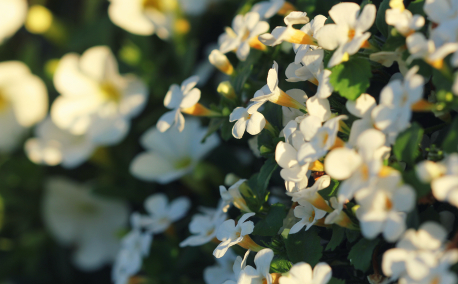 Bacopa