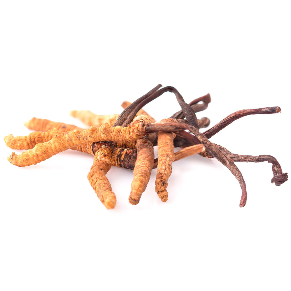 Cordyceps