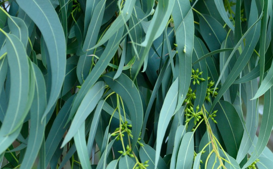 Melicinal sirop miel plantes