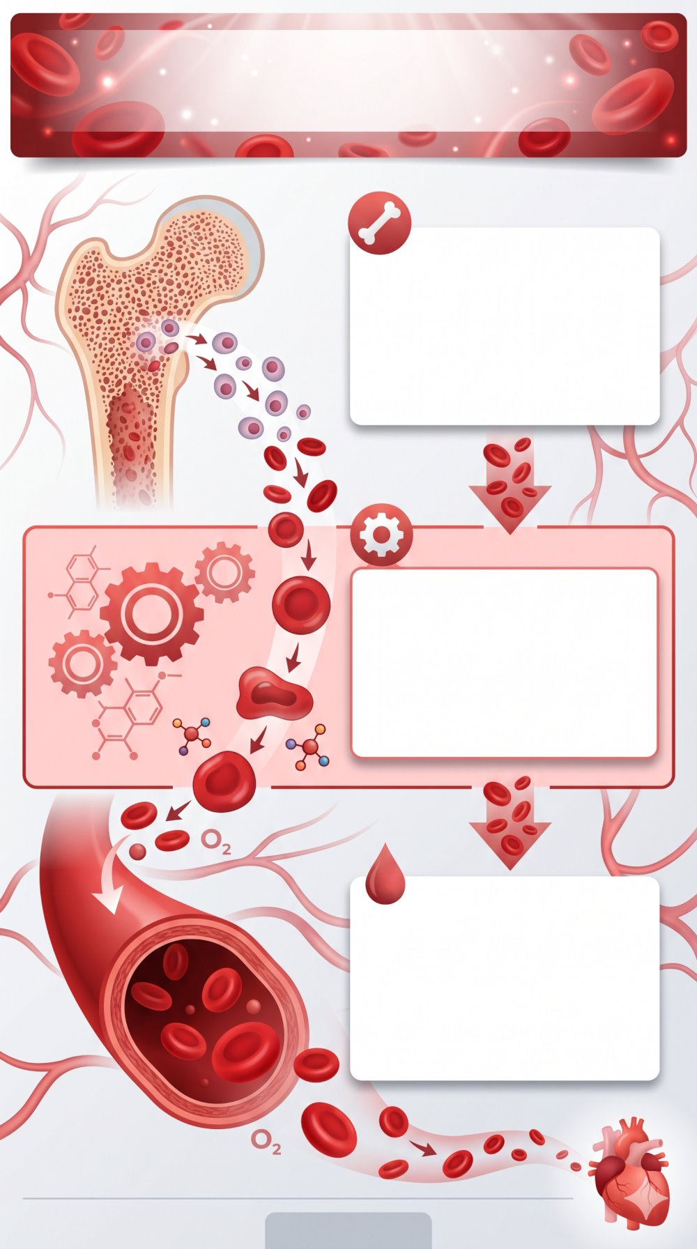 Processus de fabrication des globules rouges