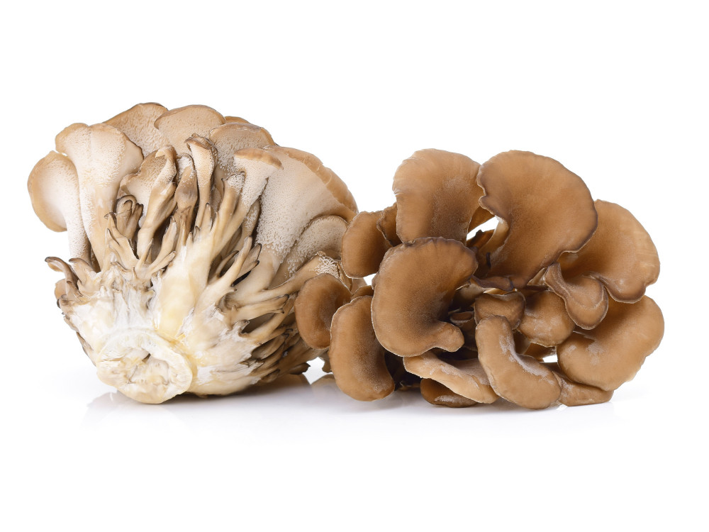Maitake