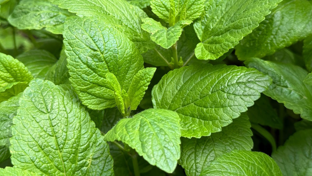 Melissa officinalis