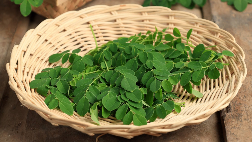 Feuilles de moringa oleifera