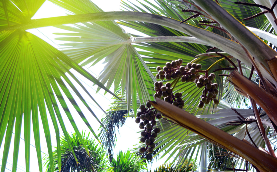 sabal palmetto