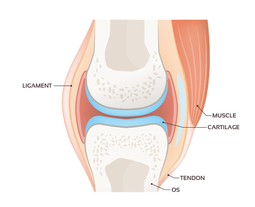 Articulation