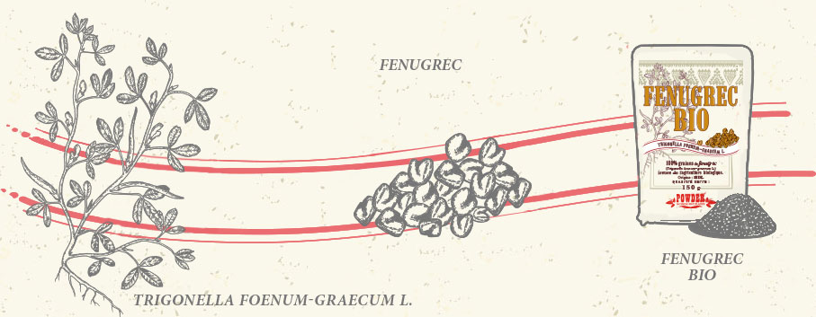 GRAINES DE FENUGREC BIO POWDER