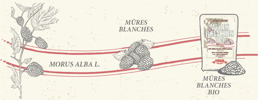 MÛRE BLANCHE BIO POWDER