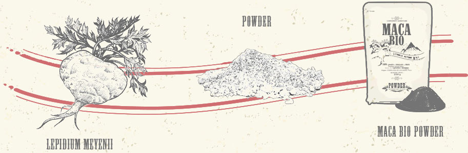 Lepidium meyenii - POWDER - MACA BIO POWDER