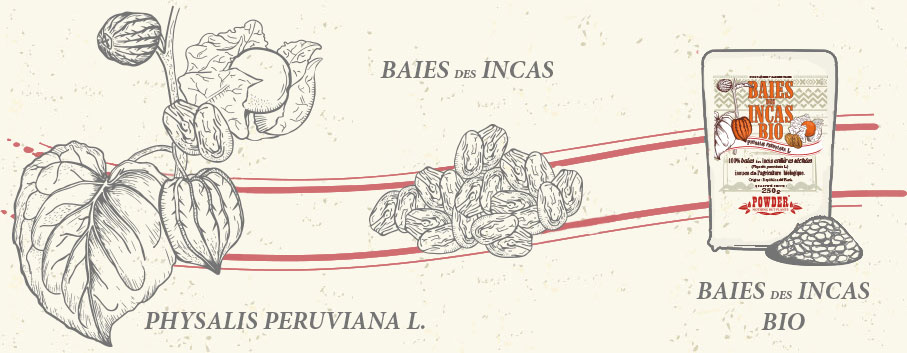BAIES DES INCAS- BAIES DES INCAS BIO POWDER