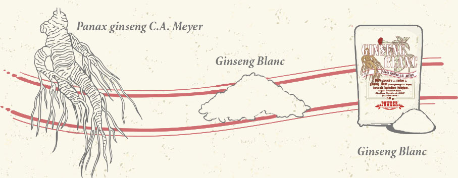GINSENG BLANC BIO EN POUDRE - GINSENG BLANC BIO EN POUDRE POWDER