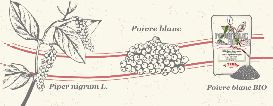 POIVRE BLANC BIO POWDER