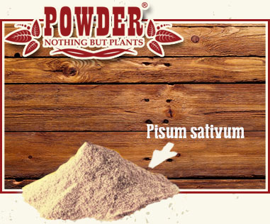POWDER - PROTÉINE DE PETITS POIS EN POUDRE