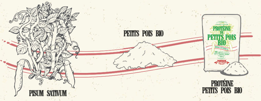 Pisum sativum - PETIT POIS BIO - PROTÉINE DE PETITS POIS BIO