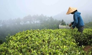 POWDER - TH&Eacute; VERT SENCHA BIO