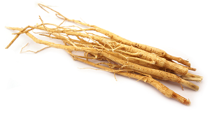 Racine d'astragale