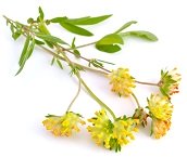 L'astragaloside IV et le cycloastragénol issus de l'astragale