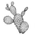 Nopal Bio
