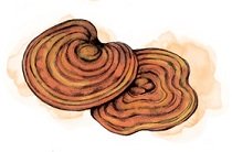 Reishi Bio