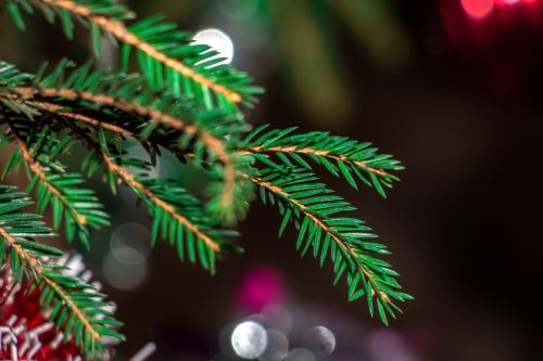Branche de sapin baumier
