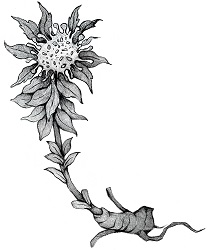 Rhodiola