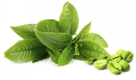 Feuilles de th&eacute; vert
